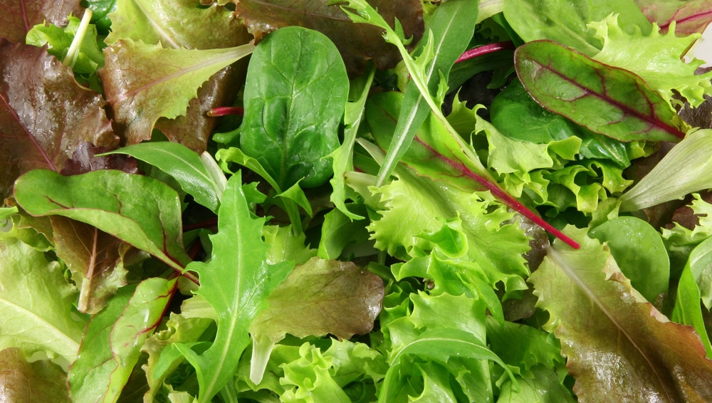 Mesclun en gros plan