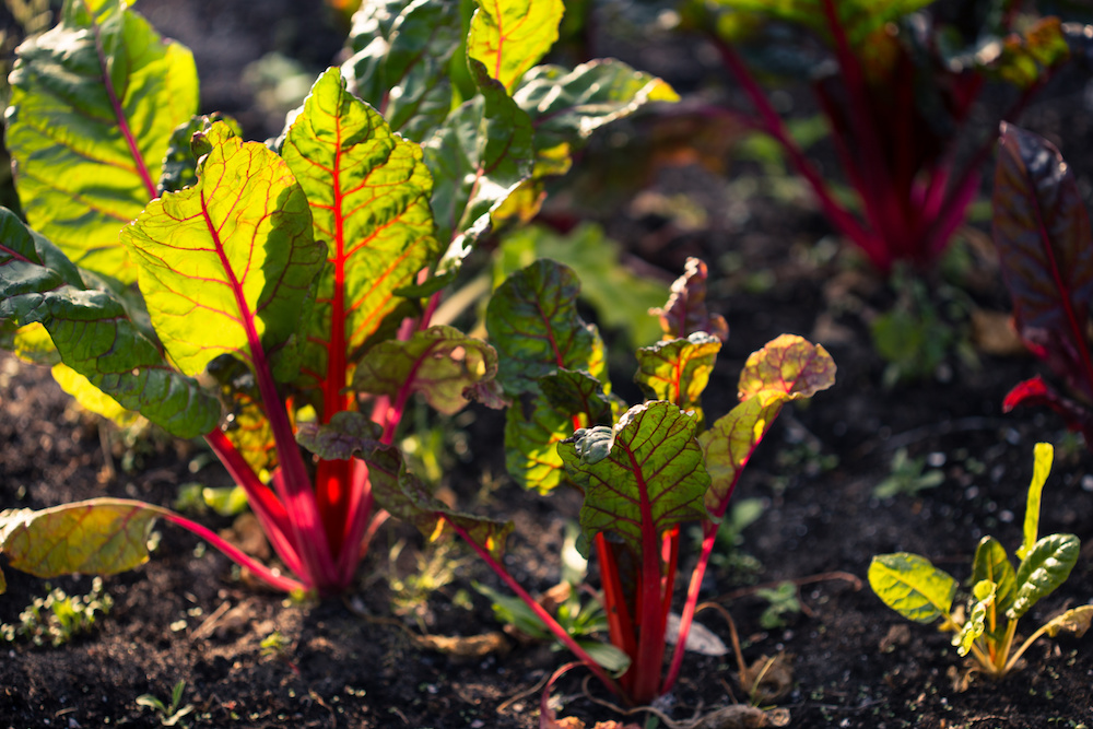 Swiss chard in a vegetable garden